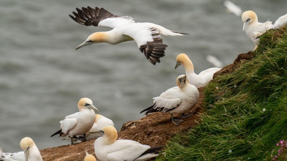 Gannets at Bempton Cliffs