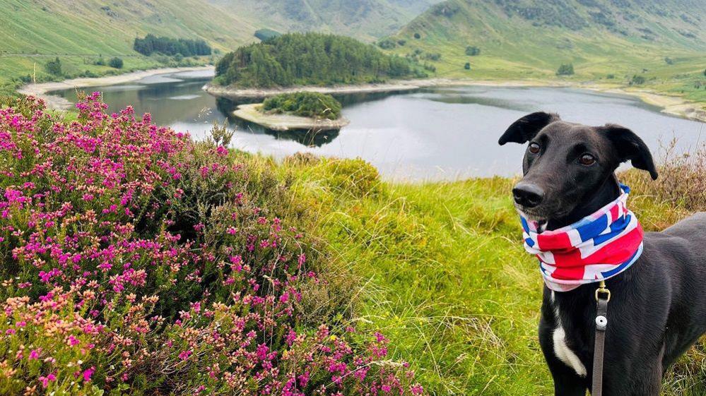 A black lurcher standing in front of a lake and looking into the camera. The dog is wearing a union jack snood around its neck and is stood next to some pink flowers. Steep slopes can be seen around the lake.