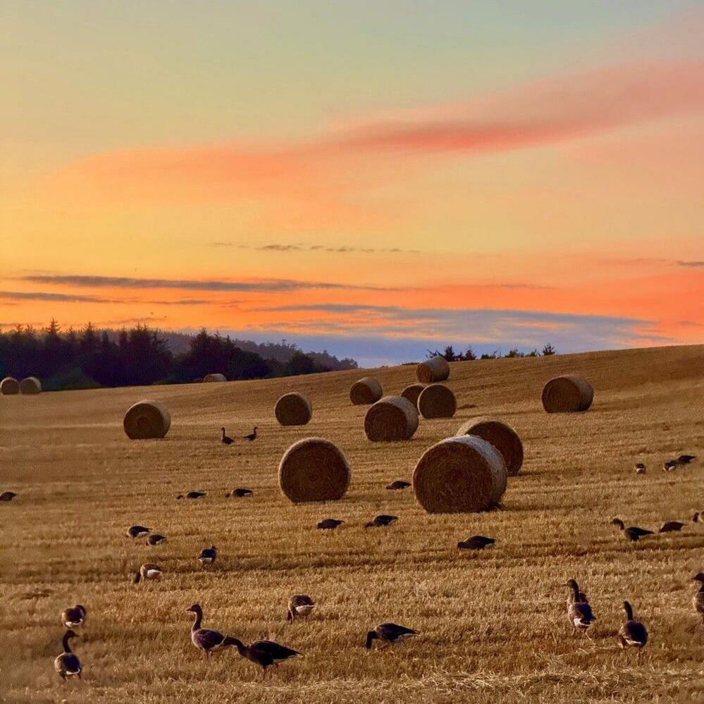 A sunset view of a field. Bales of hay are scattered around the field and a large number of geese seem to be wandering about. The sky is streaked with orange and pink, with trees far in the background.