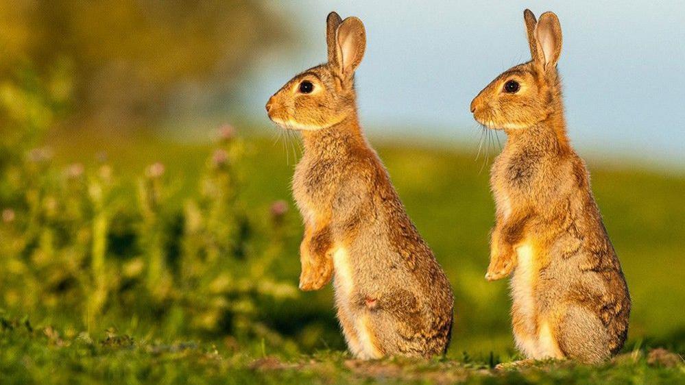 Two rabbits stand on their hind legs looking alert.