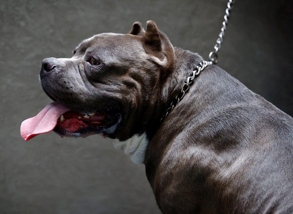 American Bully XL