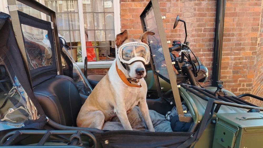 A dog sitting in a sidecar wearing a pair of doggles outside a British pub