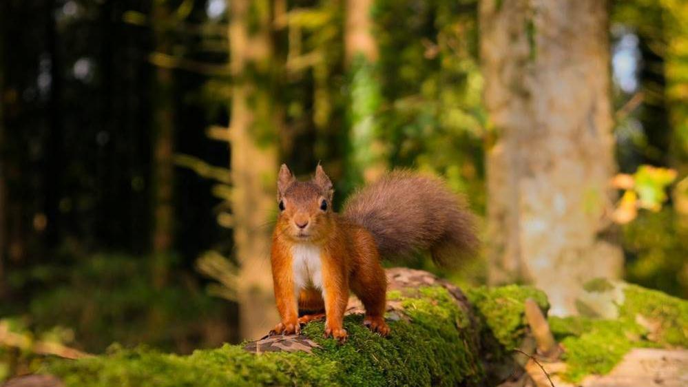 This image shows a red squirrel looking straight into the camera it is standing on a fallen log which is covered in moss. In the foreground you can see more woodland.