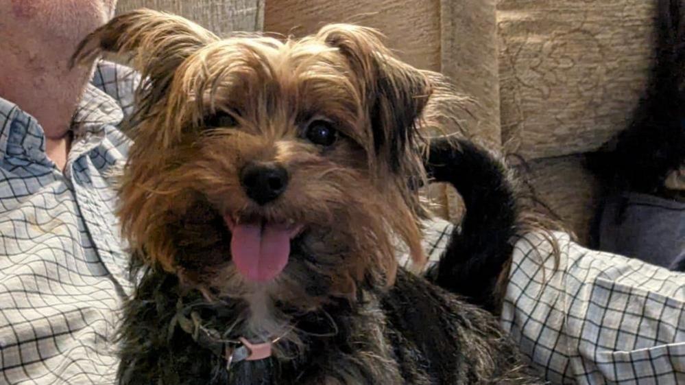 A picture of Pippin, a brown faced and black bodied Yorkshire Terrier cross, sitting on the lap of her owner, who is wearing a shirt with a green-lined grid pattern on the material.