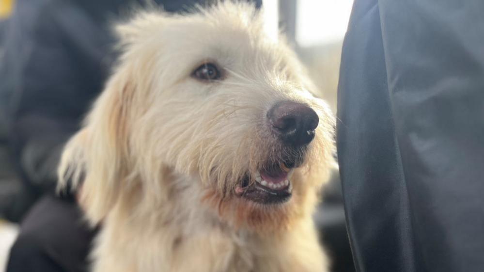 A close-up view of a light-coloured, long-haired dog sitting indoors. The dog’s fur appears soft and wavy, with shades of cream and beige. The background includes dark fabric and blurred elements, suggesting the dog is seated near other passengers or objects.