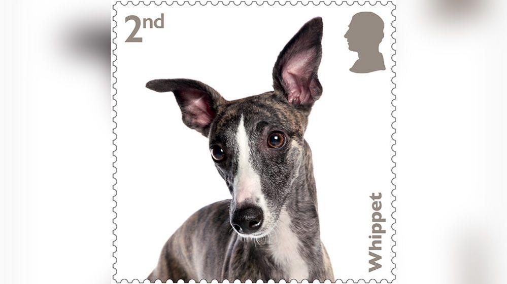 whippet stamp