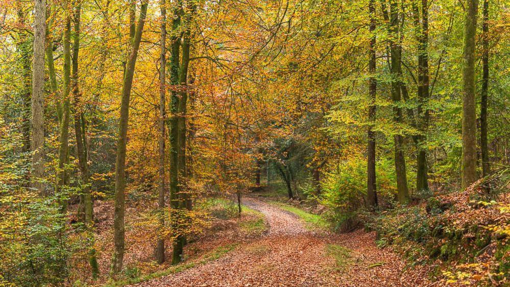 A footpath covered in brown and orange leaves and surrounded by trees in autumnal colours. 