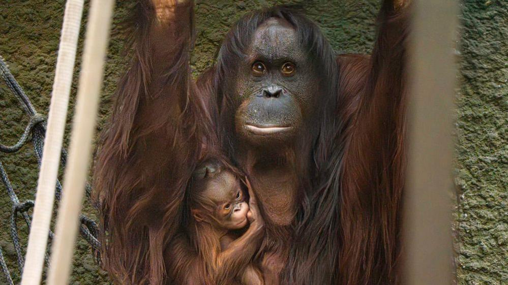 Bornean orangutun with baby