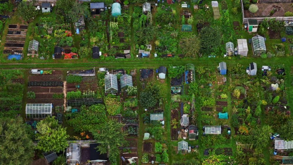 Aerial shot of allotments in Bristol 