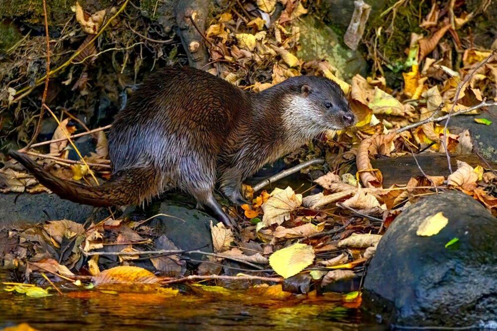 A wet otter that has climbed out of a river wanders among autumnal brown and golden leaves, rocks by the river and the large roots of a tree.