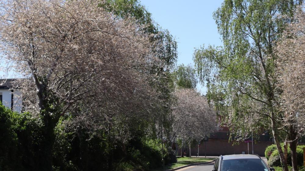 A view looking down Waterloo Road showing multiple trees covered in white, in contrast with normal unaffected trees.
