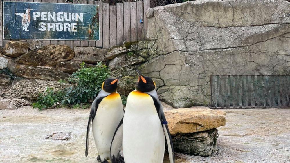 Two King Penguins stand in their enclosure. A sign reading "Penguin Shore" can be seen in the background.