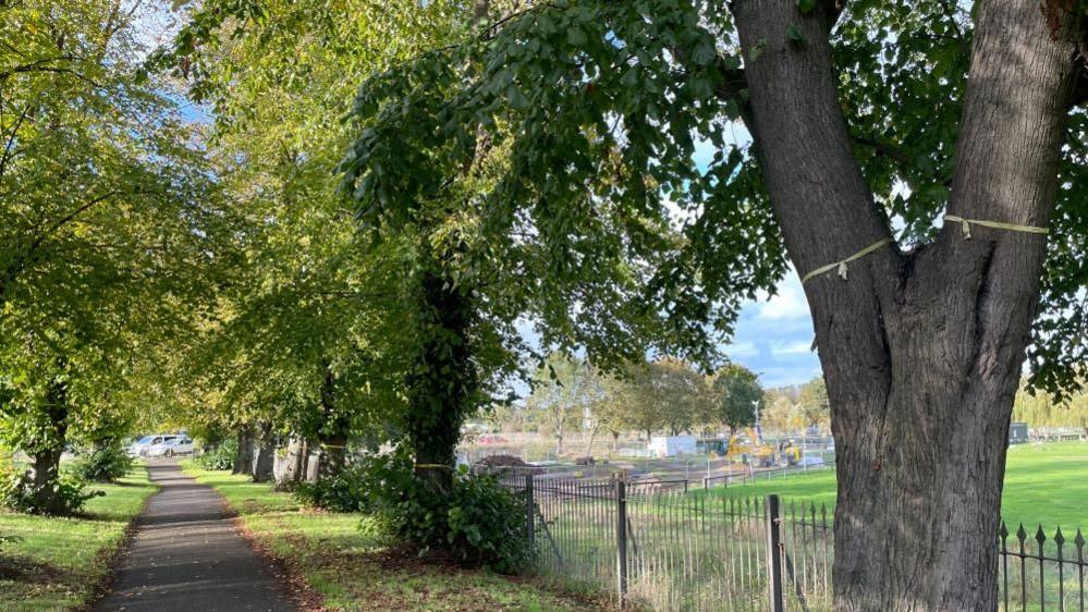 Trees on Wellingborough Walks