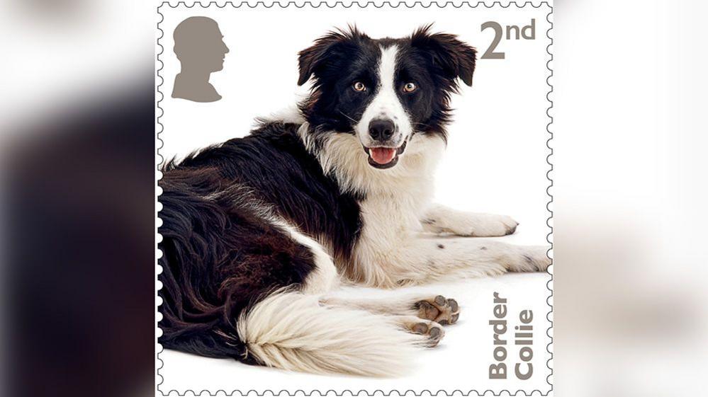 border collie stamp