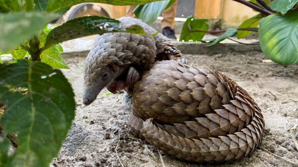 A pangolin on the ground surrounded by leafy plants