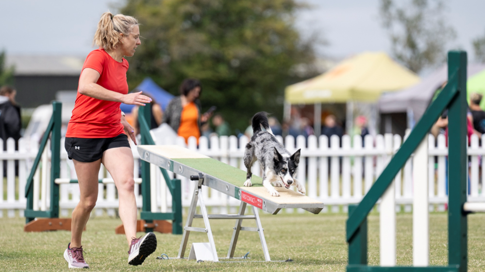 A woman in a red T-shirt is walking alongside her black and white dog who is completing agility challenges. The green grass they are on is surrounded by a white fence and tents.