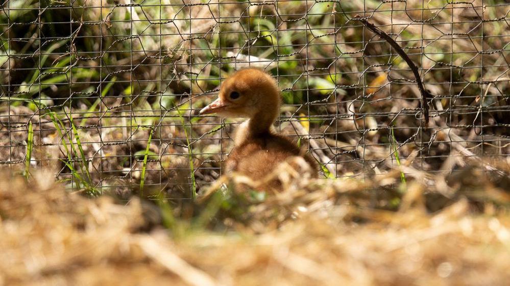 A picture of the crane chick, which is yellow-brown and fluffy. It is standing next to a wire fence.