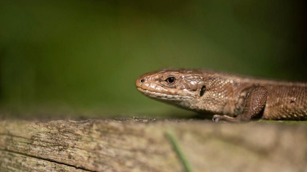 Common Lizard