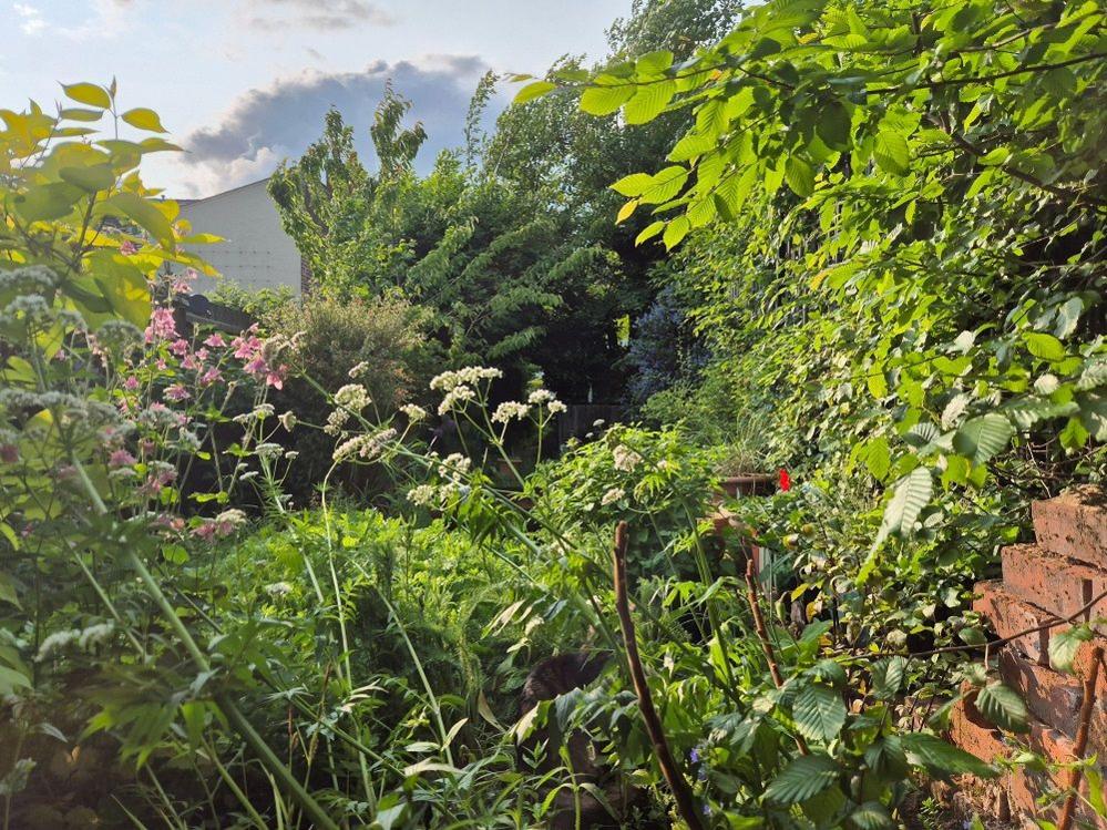 A space full of plants, lots of green stems, a bit of brickwork peeping out and plenty of pink and cream flowers.