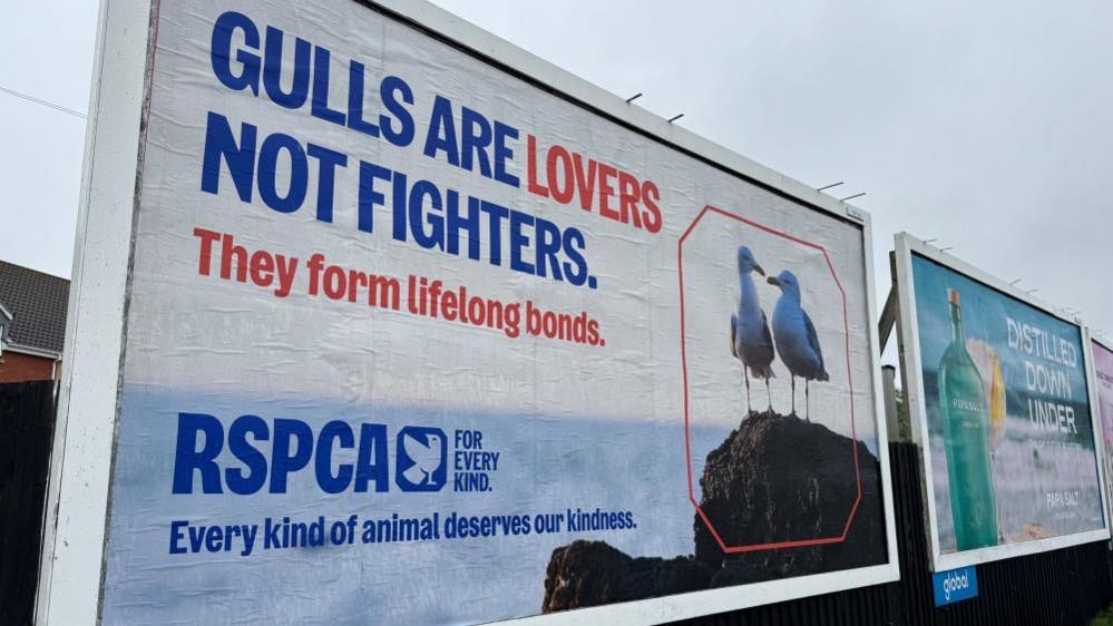 A billboard advertisement stating: "Gulls are lovers, not fighters. They form lifelong bonds. RSPCA; for every kind. Every kind of animal deserves our kindness."