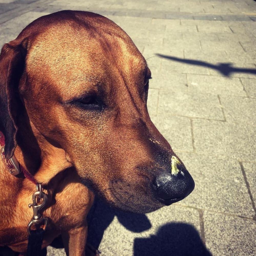 Dog with bird mess on his nose