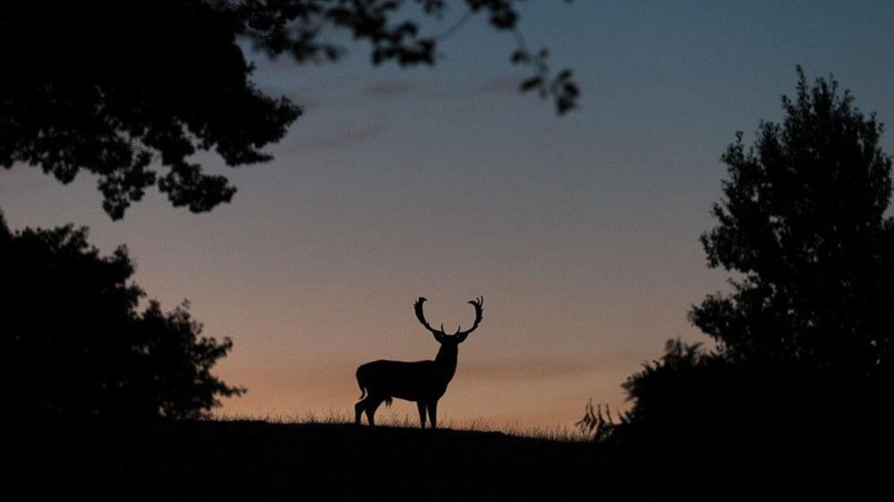 A buck stands on top of a hill with large antlers.