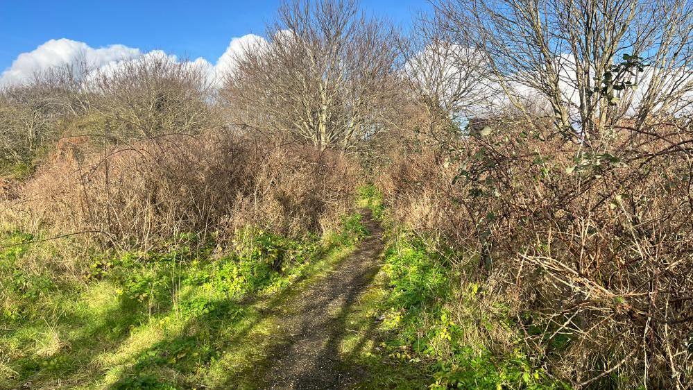 A woodland. In the middle, there is a mud path. To the sides, there is grass and bushes which are brown and have no leaves on them. The sky above the trees is blue. 