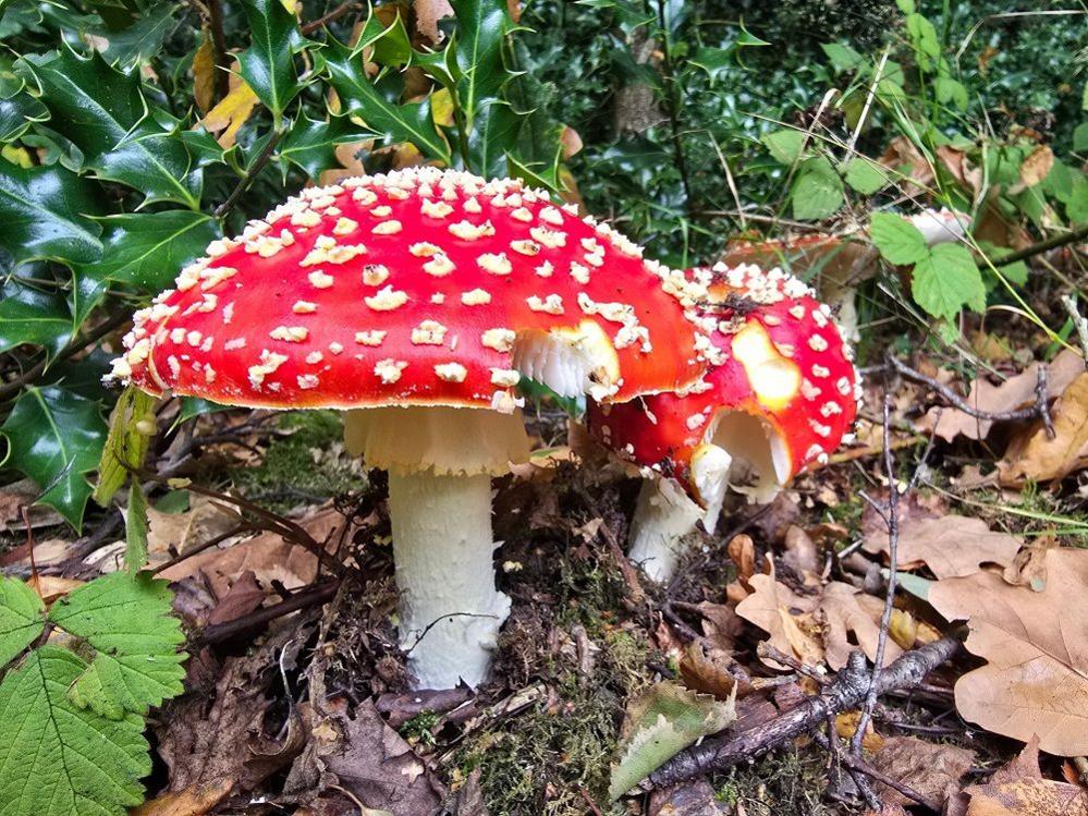 Two toadstools next to each other with bright red caps, spotted with white, on white stalks, amid leaves.