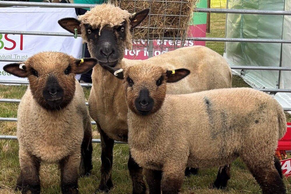 Three sheep look at the camera at a country show. They stand on grass in front of a metal fence.