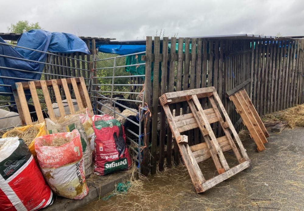 Sheep in a temporary pen, there are bags of hay outside it