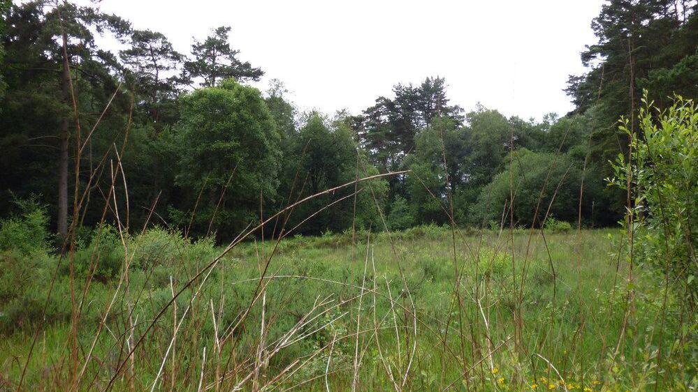 Grassy clearing in Alexandria Park (Bordon Inclosure) which is managed by Deadwater Valley Trust. Mature trees surround the clearing.