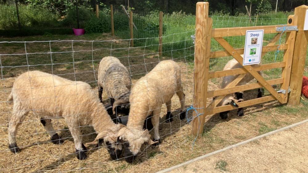 Four sheep in a pen on a farm at a school, with a fence, with a sign saying sheep on it. There is green grass to the right.