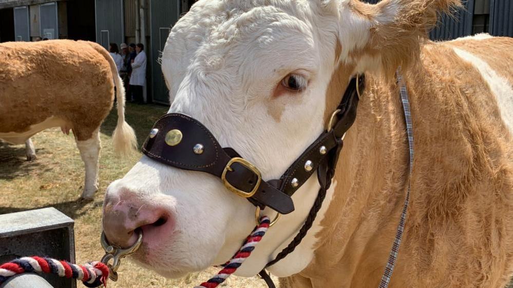 A brown and white cow, in a leather halter with red, white and blue braid attached to a ring through its nose, is on display outside a shed at the Royal Norfolk Show. Another cow can be seen beyond, with a few agricultural workers standing in the distance.