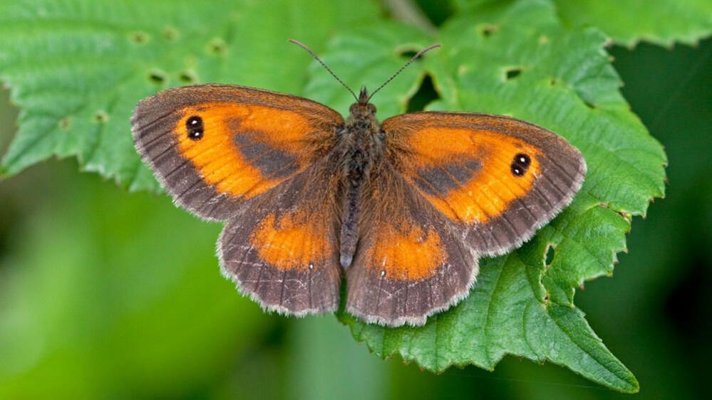 A close-up of a gatekeeper butterfly that is sat on a leaf, it has orange wings with brown fringes and small black eye-spots.