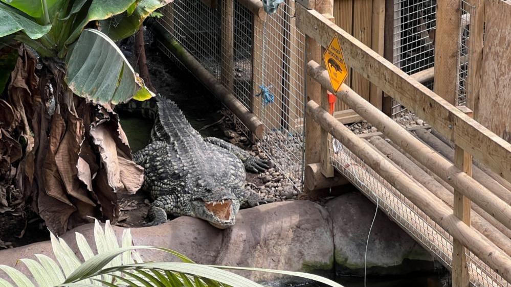 A crocodile in a pen with mouth open