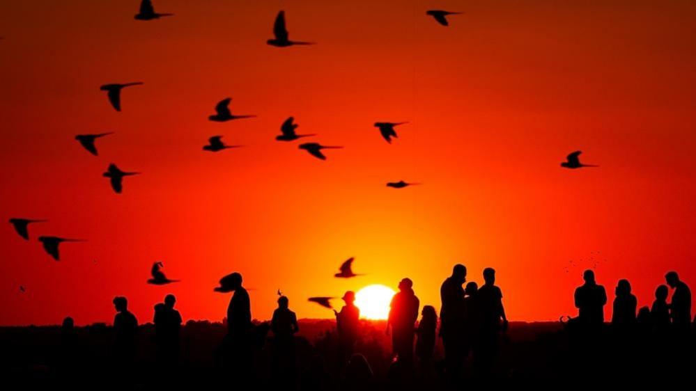 A flock of birds fly overhead of people watching a sunset. All are silhouetted.