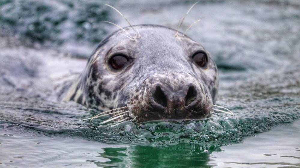 A close-up of a grey seal's face as it surfaces from the water. The seal's dark eyes are visible, as well as its wet, speckled fur and distinctive nose. The water is slightly disturbed around the seal's head. 