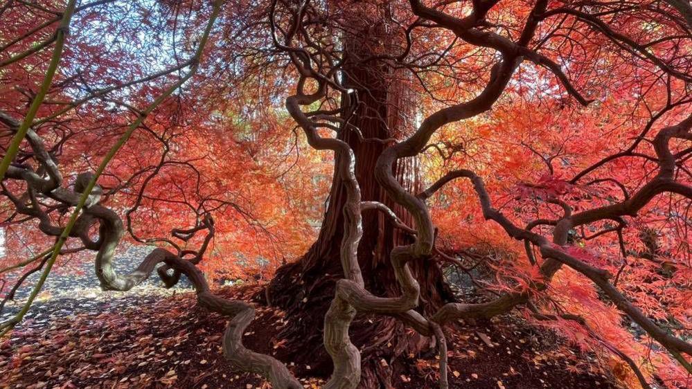 The image is of a tree with a large, twisted trunk and branches. The tree is in full autumn color, with leaves in shades of red, orange, and yellow. The ground is covered with fallen leaves. 