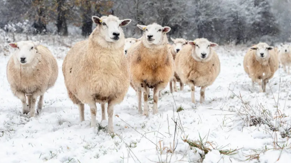 A flock of sheep in a snowy field, bordered by trees covered with snow. Grass can be seen poking through the snow.