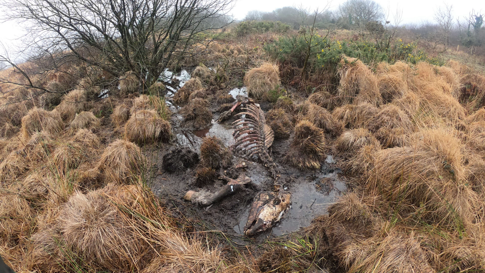 A horse carcass left in a swamp 