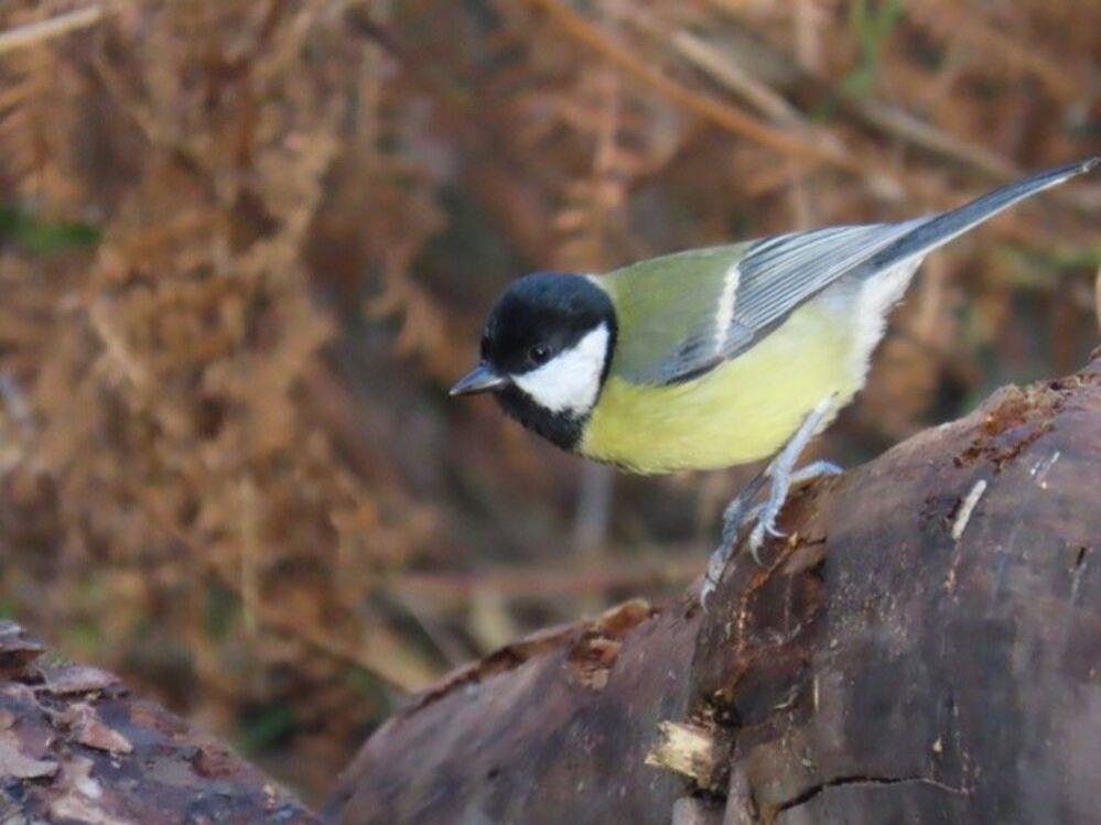 A Great Tit with a black head and a yellow, green and grey body perches on a tree trunk. Autumnal brown leaves are blurry in the background.