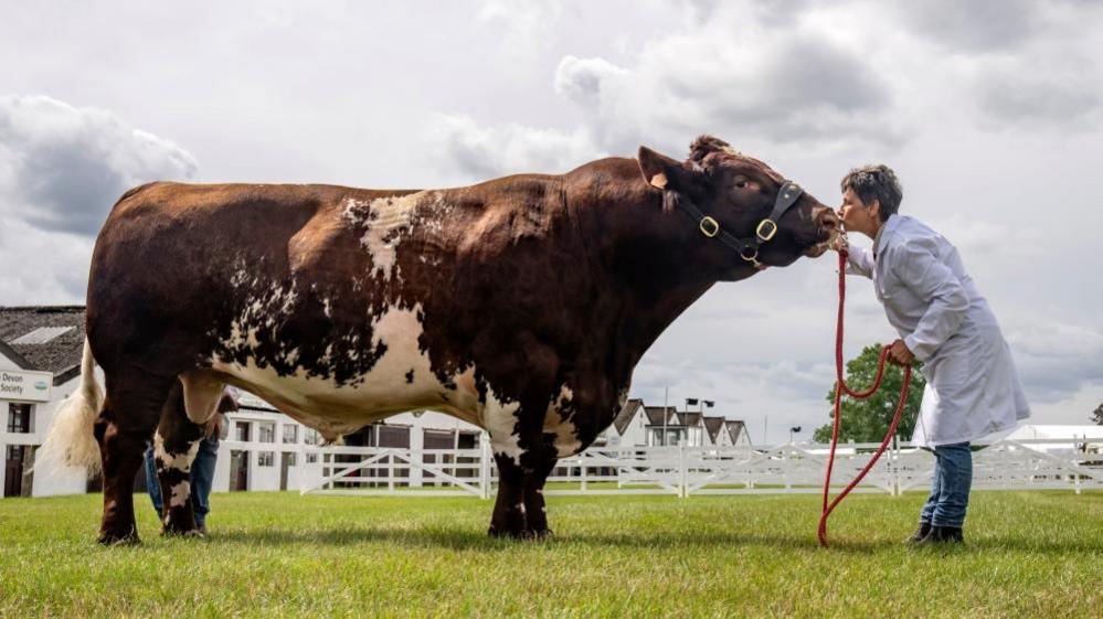 A large brown and white cow stands in a white fenced field, wearing a red headcollar. Holding the lead rope is a grey-haired woman in a white coat.