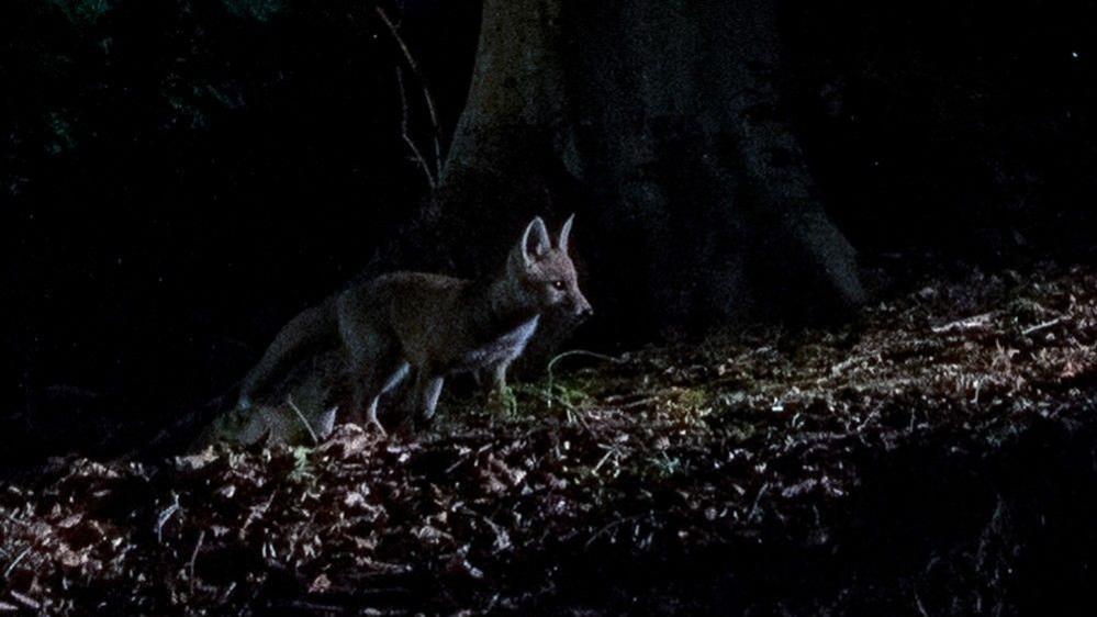 A fox cub is illuminated by a beam of light at night. 