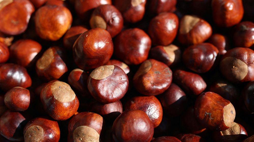 conkers.