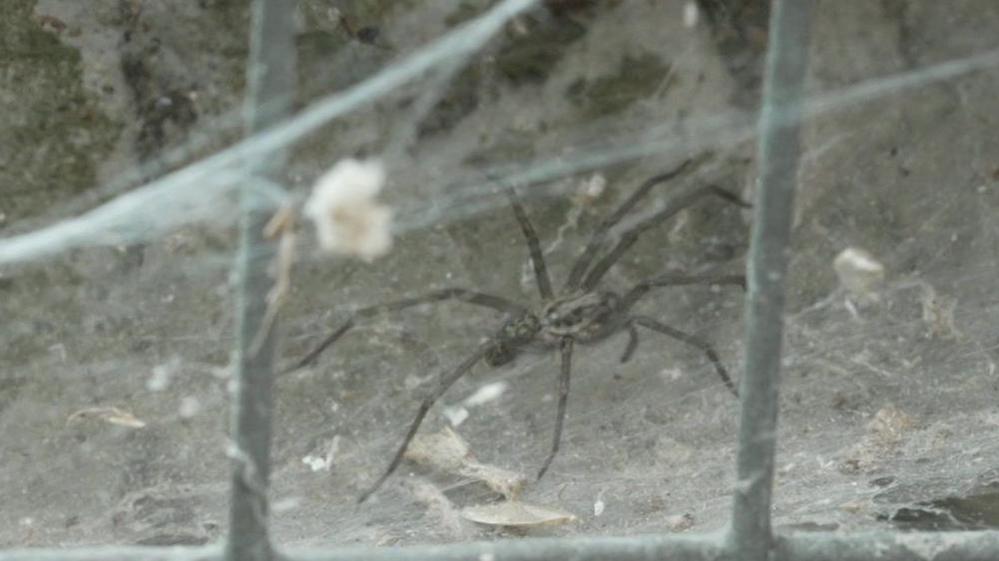 A close up image of a spider in its web on a metal grill in front of a stone wall. There are some dead bugs and dust in the web.