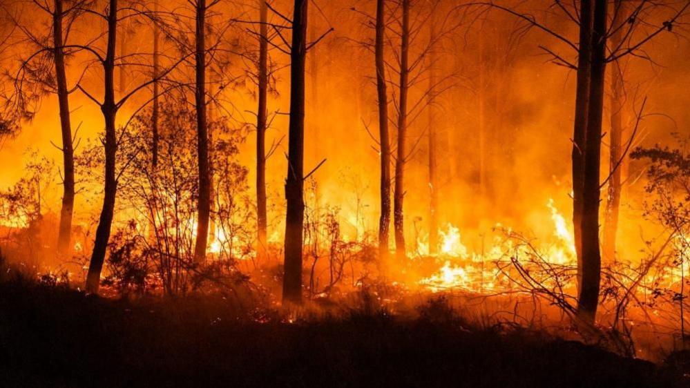 A handout photo made available by the French Landes Prefecture shows a forest burning in Biscarrosse, southern France
