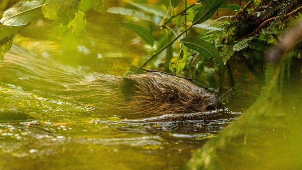 Beavers released