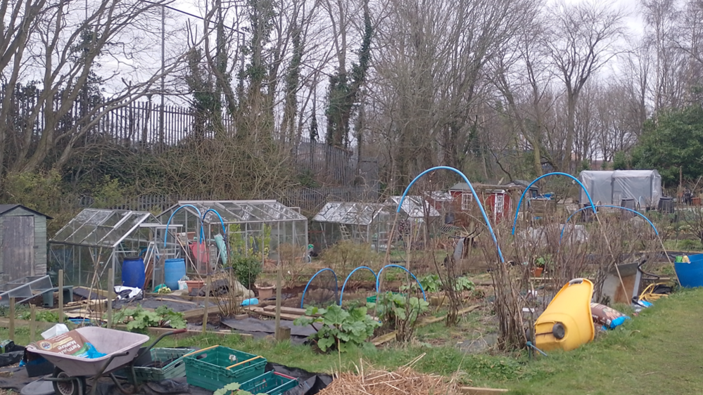 Annadale Embankment allotment featuring a wheelbarrow at the front, alongside various plants, with greenhouses down the left side.