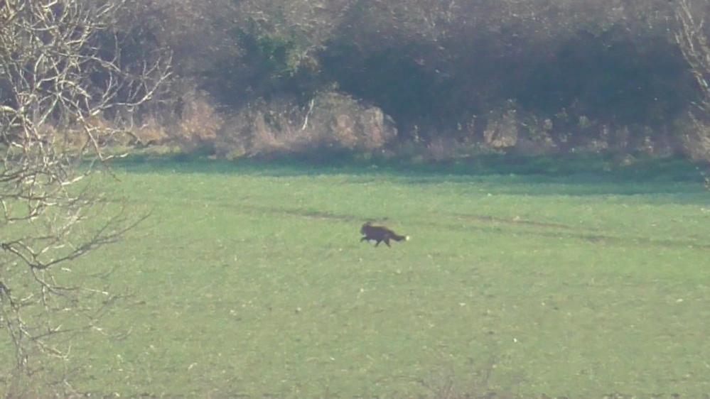 Fox running across a field