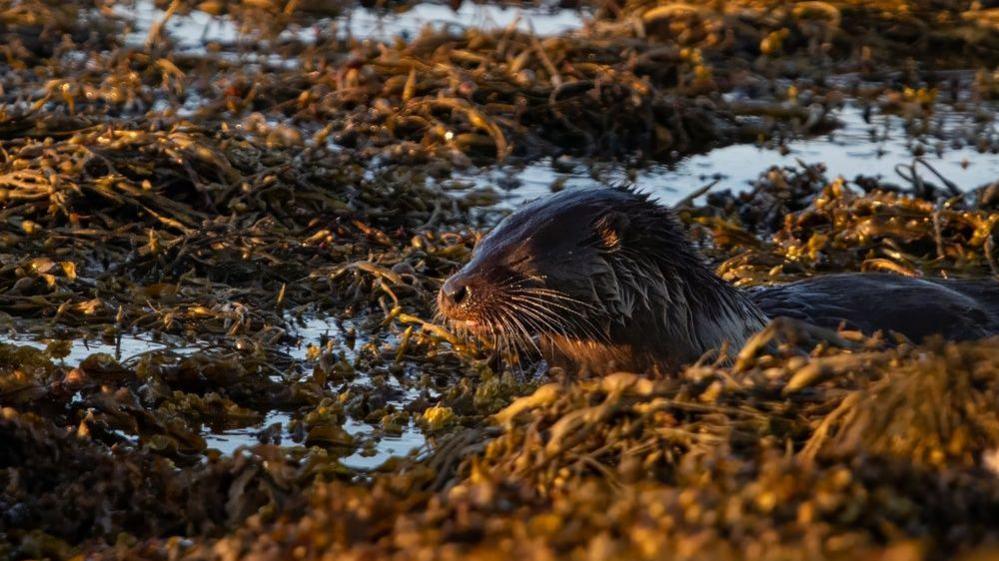 An wet otter with its eyes closed and the sun on its face among seaweed